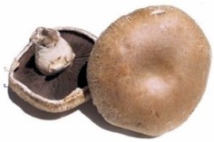portobello mushrooms health benefits